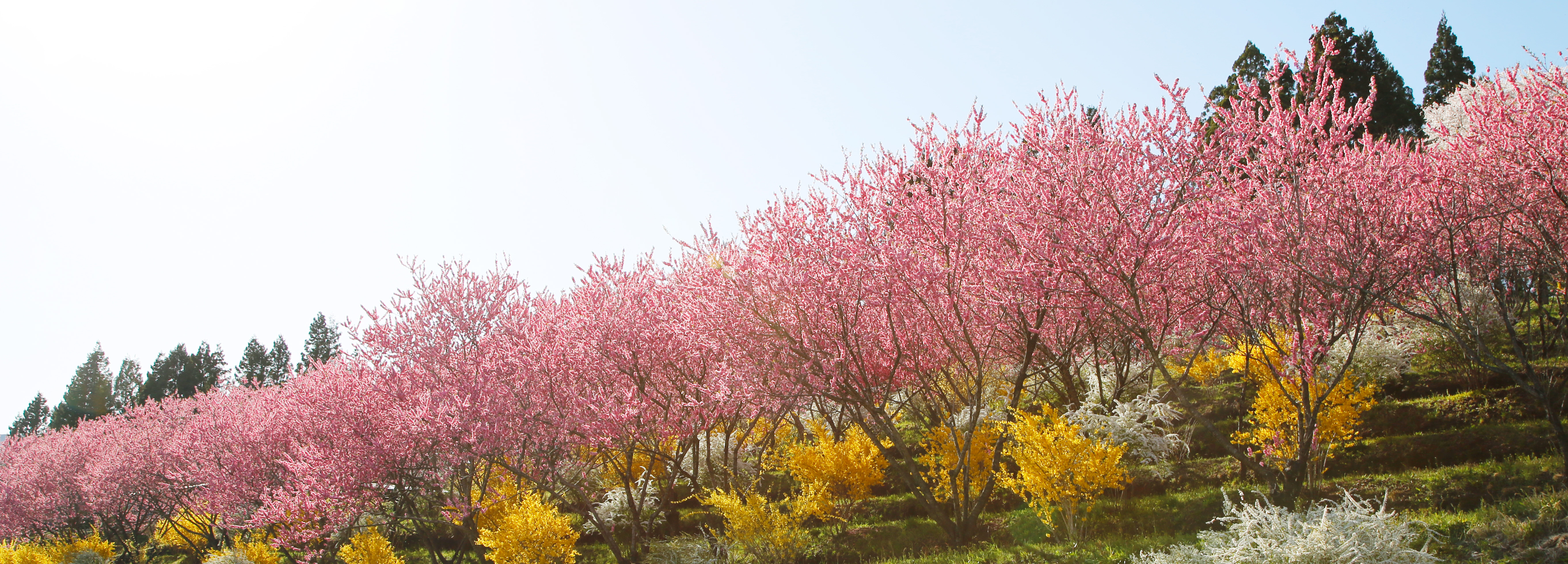 トップスライド_花桃