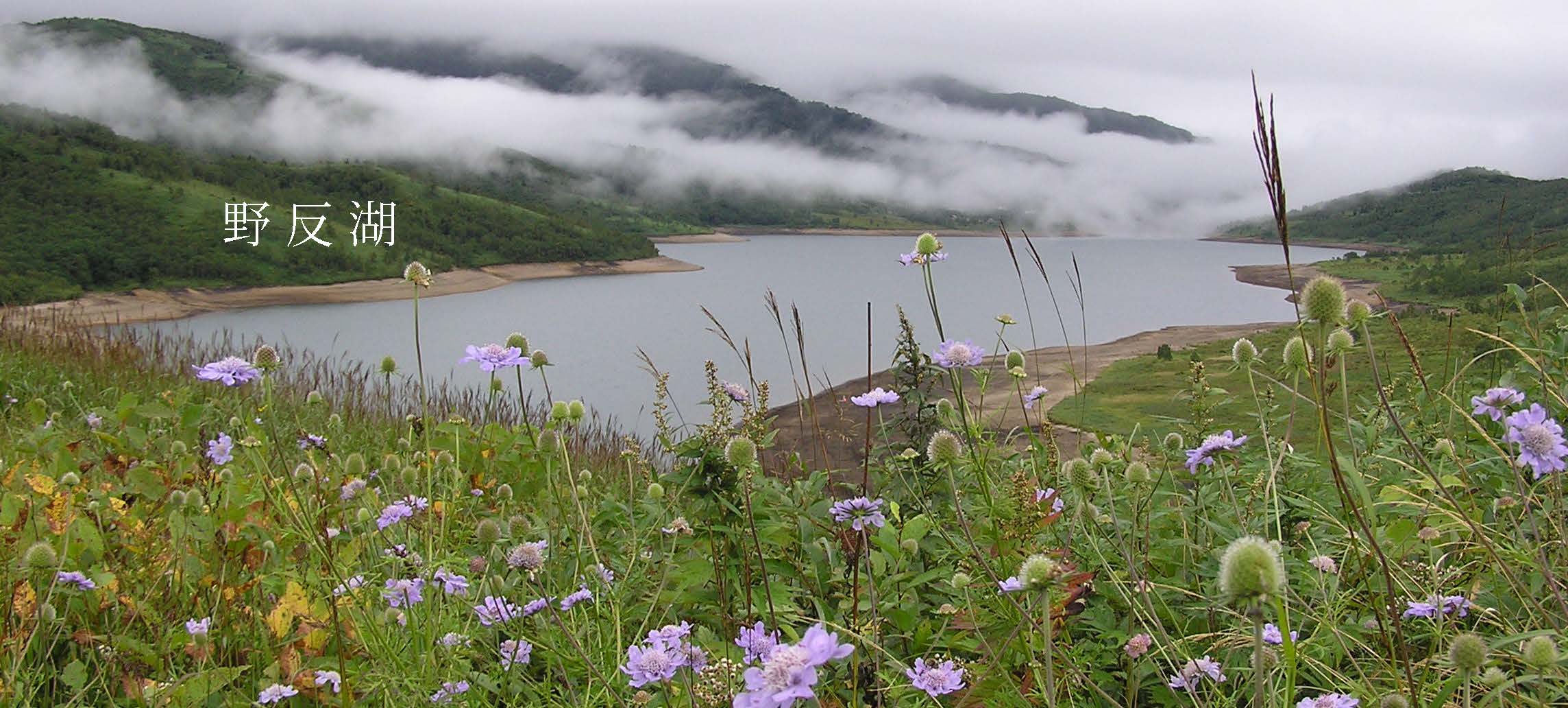 野反湖まつむし草