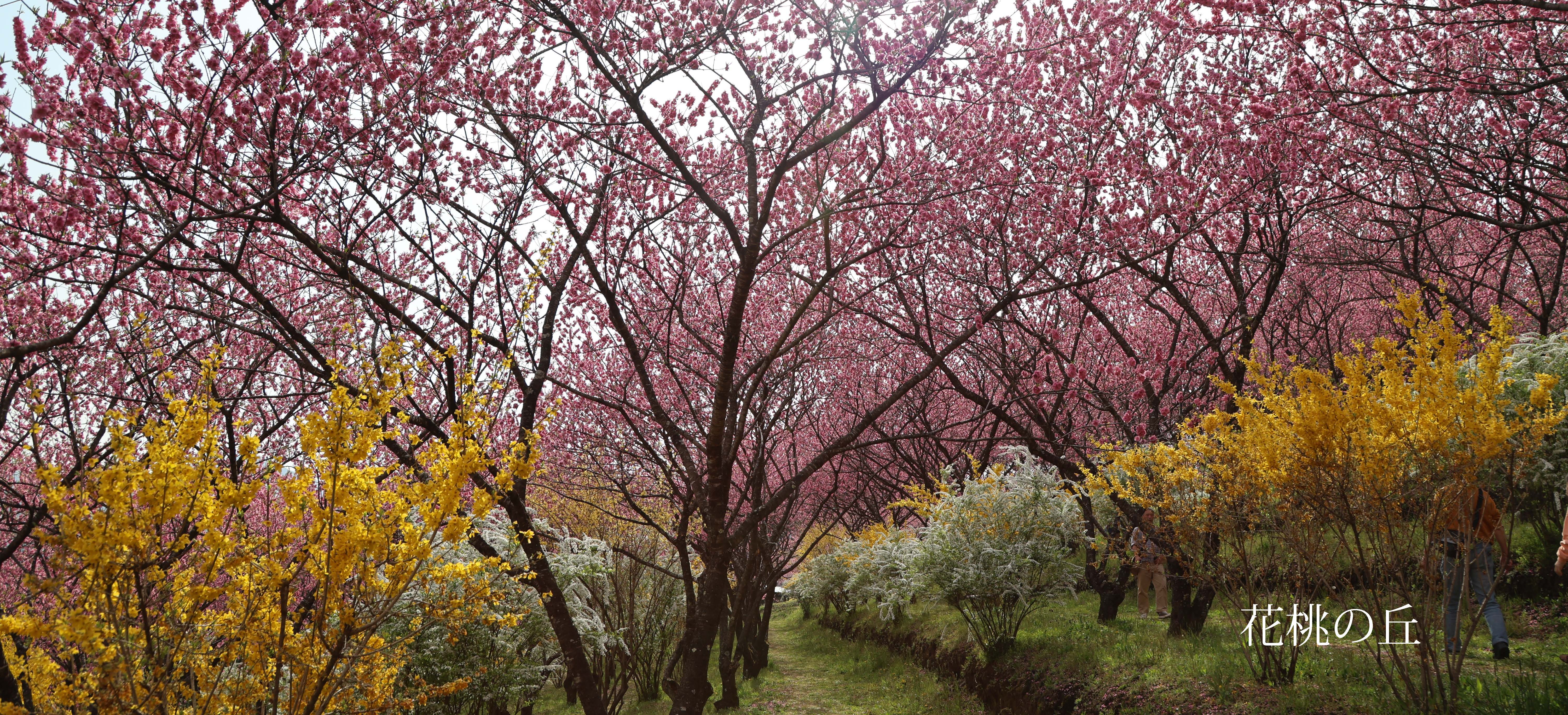 花桃の丘