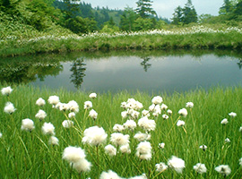 芳ヶ平（よしがだいら）の画像