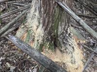 カシノナガキクイムシに侵された木