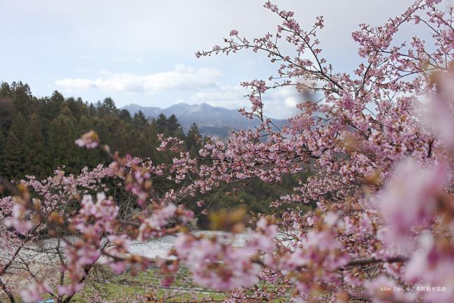 花桃と風景